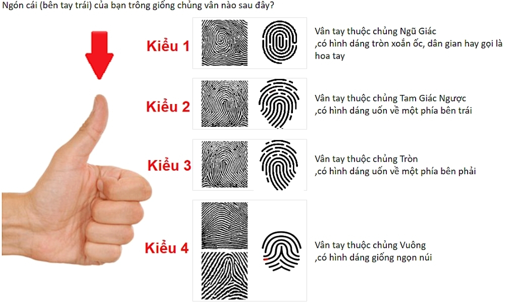 Ngón cái (bên tay trái) của bạn trông giống chủng vân nào sau đây?